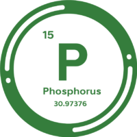 Phosphorous-trns